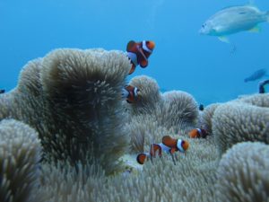 海洋生物